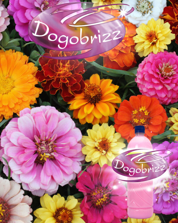Dogobrizz® Aromatizante ambiental floral